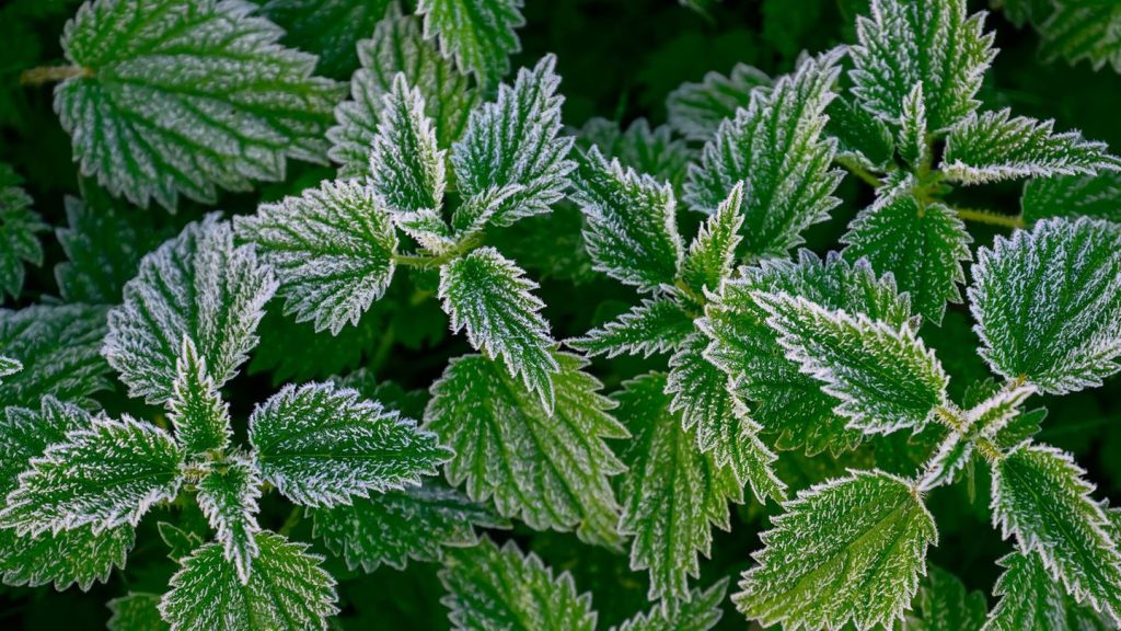 Wetterbericht: Graue Tage und frostige Nächte in Berlin und Brandenburg