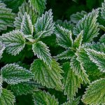 Wetterbericht: Graue Tage und frostige Nächte in Berlin und Brandenburg