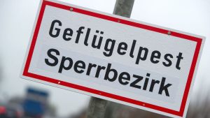Vogelgrippe: Stausee Kelbra: Verdacht auf Geflügelpest bestätigt