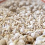 Unfälle: 2.500 Hühner sterben bei Verkehrsunfall in Cloppenburg