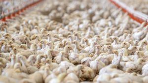 Unfälle: 2.500 Hühner sterben bei Verkehrsunfall in Cloppenburg
