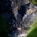 Krokodil badet in Pool von australischem Luxushotel