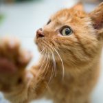 Kuriose Tierrettung: Katze fährt als blinder Passagier von Hannover nach Bochum