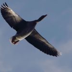 Tierseuche: Taumelnde Wildgans in Trebbin weiterer Geflügelpest-Fall