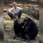 Jane Goodall: Forscherin starb an Herzstillstand
