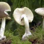 Erneut Vergiftungen: Gefährliche Pilzsaison: Warnung vor Knollenblätterpilzen