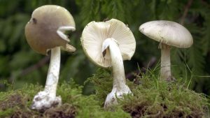 Erneut Vergiftungen: Gefährliche Pilzsaison: Warnung vor Knollenblätterpilzen
