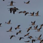 Ausbruch der Geflügelpest: Hunderte tote Kraniche an Linumer Teichen