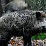 Gefrorenes Wildschwein als Beute: Ungewöhnlicher Einbruch in Stralsund