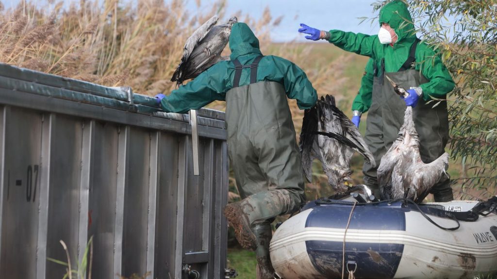 Vogelgrippe: Vogelgrippe breitet sich aus – Hunderte tote Kraniche