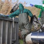 Vogelgrippe: Vogelgrippe breitet sich aus – Hunderte tote Kraniche