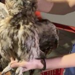 Vogel gesund: Waldkauz aus Kamin gerettet