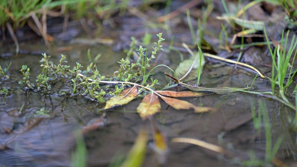 Vorhersage: Herbstwetter mit Wolken und Regen - Schnee in den Hochlagen