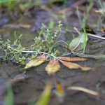 Vorhersage: Herbstwetter mit Wolken und Regen - Schnee in den Hochlagen