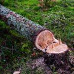 Umweltschutz: Bayern kritisiert Pläne für abgeschwächtes Waldschutzgesetz