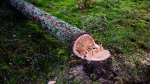 Umweltschutz: Bayern kritisiert Pläne für abgeschwächtes Waldschutzgesetz