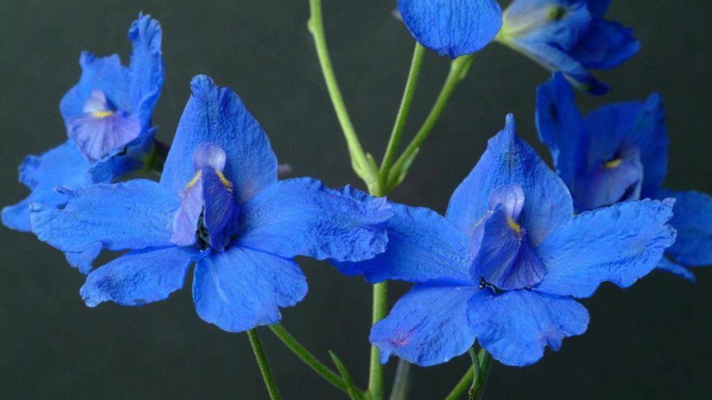 Feldrittersporn ist Blume des Jahres 2026 - Stiftung warnt vor Artenschwund