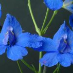 Feldrittersporn ist Blume des Jahres 2026 - Stiftung warnt vor Artenschwund