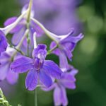 Natur auf dem Acker: Feldrittersporn ist "Blume des Jahres 2026"