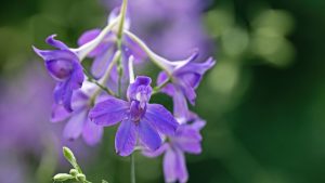 Natur auf dem Acker: Feldrittersporn ist "Blume des Jahres 2026"