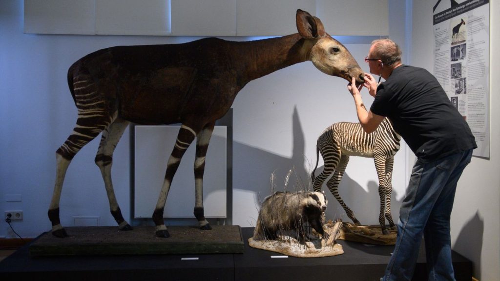 Sonderausstellung: Von Dinosaurierspuren bis zum Okapi, das den Krieg überstand