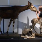 Sonderausstellung: Von Dinosaurierspuren bis zum Okapi, das den Krieg überstand