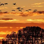 Vogelgrippe in Brandenburg: Kranich-Hotspot Linum in der Krise - Tourismus leidet