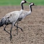 Tierseuche: Vogelgrippe bei drei toten Kranichen in Hamburg festgestellt