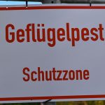 Tierseuche in Brandenburg: Kreis: Geflügelpest in großem Betrieb in Neuhardenberg