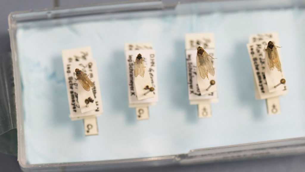 Schilf-Glasflügelzikade: Wie man in der Elbaue der Zikade Herr werden will