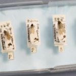 Schilf-Glasflügelzikade: Wie man in der Elbaue der Zikade Herr werden will