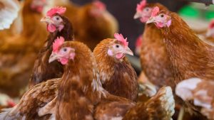 Tierseuche: Geflügelpest: Landkreis Gifhorn ordnet Stallpflicht an
