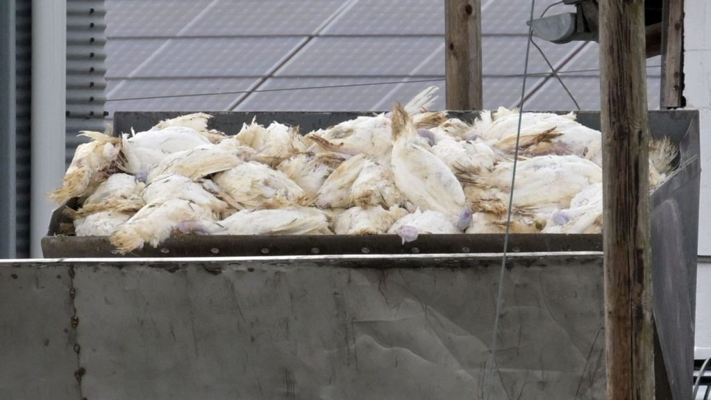 Vogelgrippe: Geflügelpest - Viele tote Tiere bedeuten mehr Entschädigung
