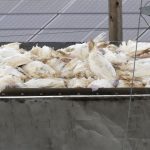 Vogelgrippe: Geflügelpest - Viele tote Tiere bedeuten mehr Entschädigung