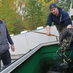 Wanderfischprogramm: 50.000 junge Lachse in die Bode gesetzt
