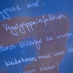 Tierseuche: Geflügelhalter: Bundesweite Stallpflicht gegen Vogelgrippe