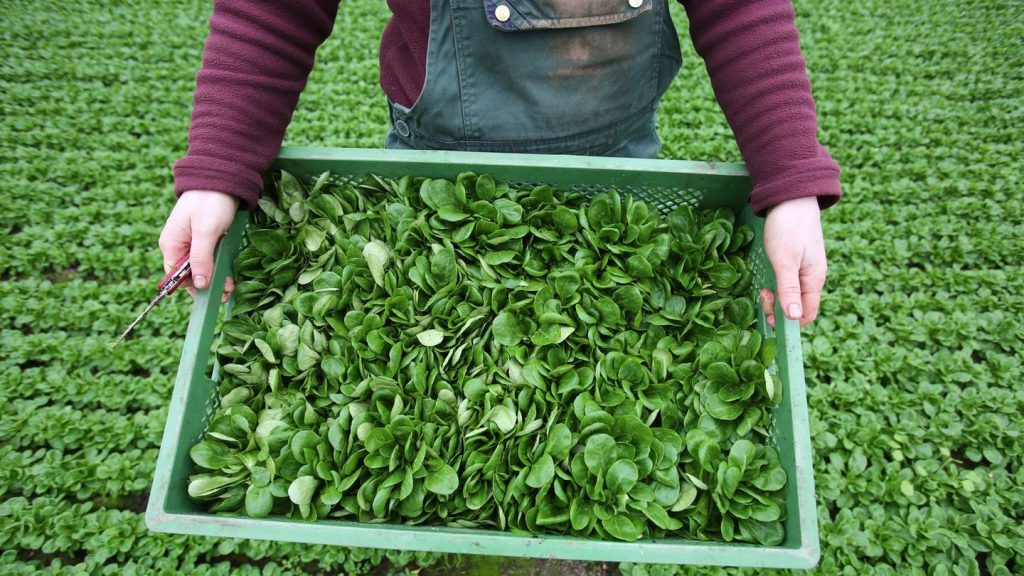 Gemüse: Saison für Feldsalat startet: Südwesten baut viel an