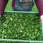 Gemüse: Saison für Feldsalat startet: Südwesten baut viel an