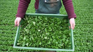 Gemüse: Saison für Feldsalat startet: Südwesten baut viel an