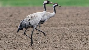 Seuchen: Institut bestätigt Vogelgrippe-Fälle in Berlin