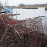 Ostseefischerei: Wissenschaftler fordert Fangstopp von Dorsch und Hering