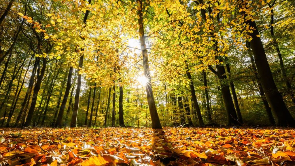 Waldzustandsbericht: Niedersachsens Wälder leiden unter Folgen des Klimawandels