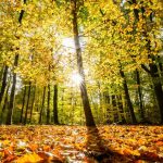 Waldzustandsbericht: Niedersachsens Wälder leiden unter Folgen des Klimawandels