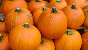 Kürbisse zu Halloween: Kürbisbauern profitieren von ertragreichem Jahr