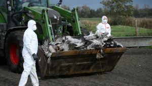 Vogelgrippe: Branche fordert bundesweite Stallpflicht - sonst steigende Eierpreise