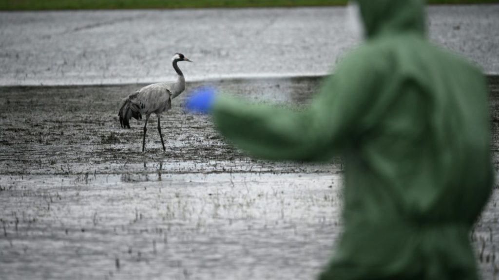 Loeffler-Institut: Bereits mehr als 500.000 Tiere wegen Vogelgrippe getötet