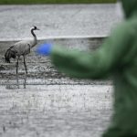 Loeffler-Institut: Bereits mehr als 500.000 Tiere wegen Vogelgrippe getötet