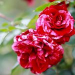 Gärten: Rund 80.000 Besucher im Rosarium Sangerhausen