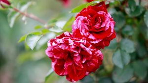 Gärten: Rund 80.000 Besucher im Rosarium Sangerhausen