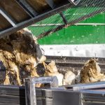 Tierseuche: Geflügelwirtschaft: Keine kurzfristige Preisexplosion